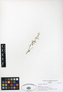 Herbarium Sheet of SDSU 20813